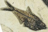 Plate of Two Fossil Fish (Diplomystus & Knightia) - Wyoming #292408-1